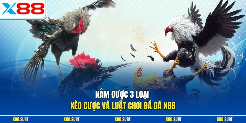 Nắm được 3 loại kèo cược và luật chơi đá gà X88